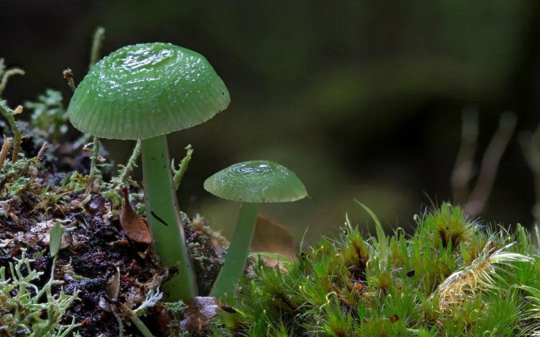 这个星球神秘蘑菇图鉴