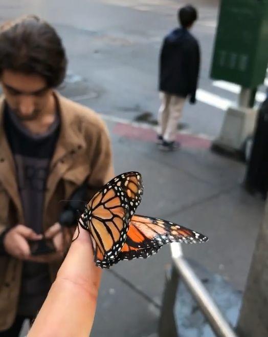 纽约小哥偶然救了一只蝴蝶，没想到成了男版“香妃”……他们的故事暖哭了200万人