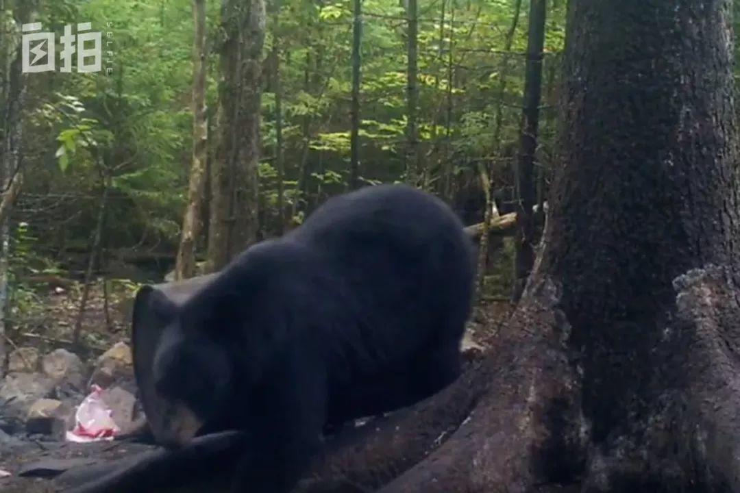 移民加拿大后，我去偏僻省当了职业猎人，每年得杀50头熊