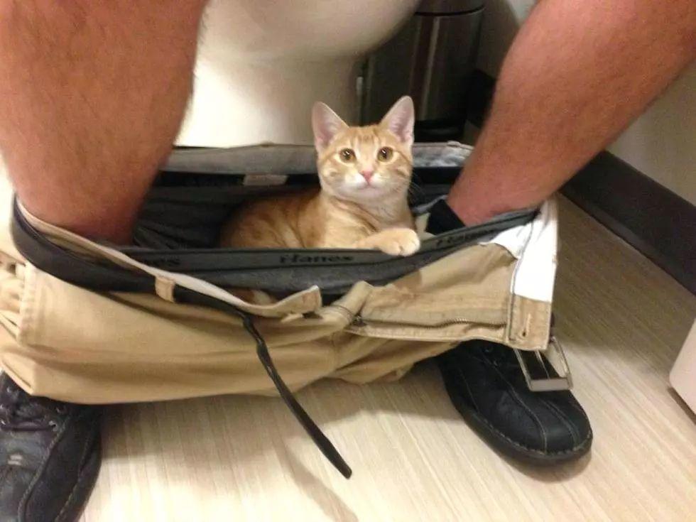 猫为啥要看人上厕所？