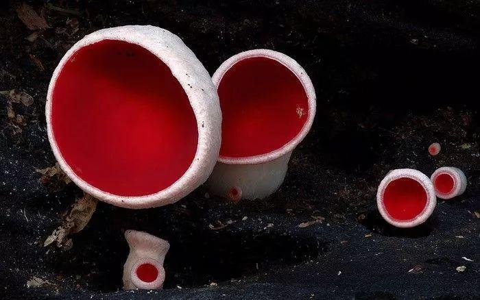 这个星球神秘蘑菇图鉴