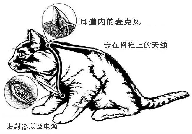 喵星人对国家意识形态所做的贡献
