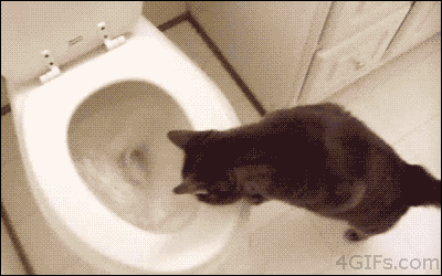 猫：我有特殊的如厕技巧