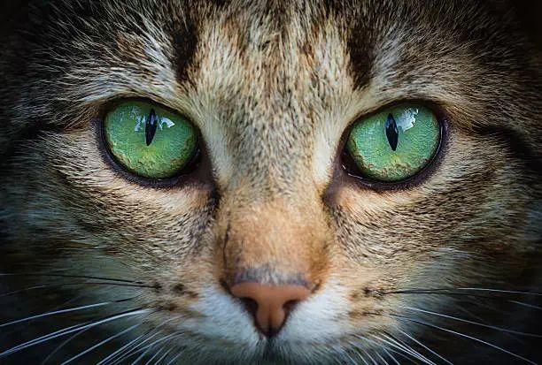 猫眼中的世界和人类有何不同？