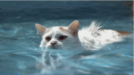大部分猫为何怕水？答案比你想得更复杂