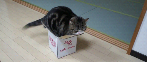 猫为什么喜欢钻盒子？