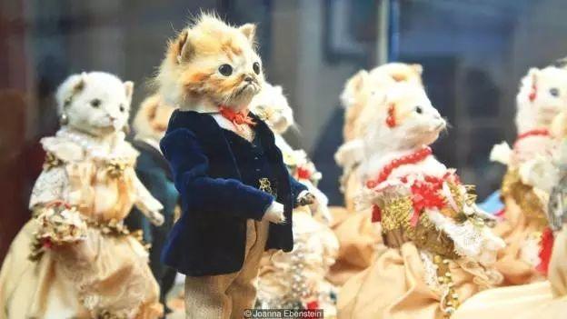 猫咪婚礼以及标本的奇异史