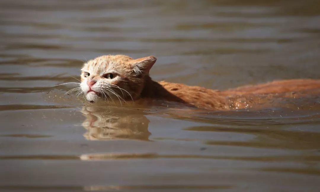 大部分猫为何怕水？答案比你想得更复杂