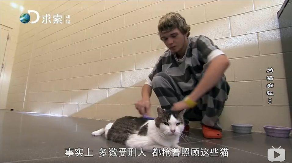 快被安乐死的流浪猫，送去监狱给犯人，几个月后他们变成了这样……