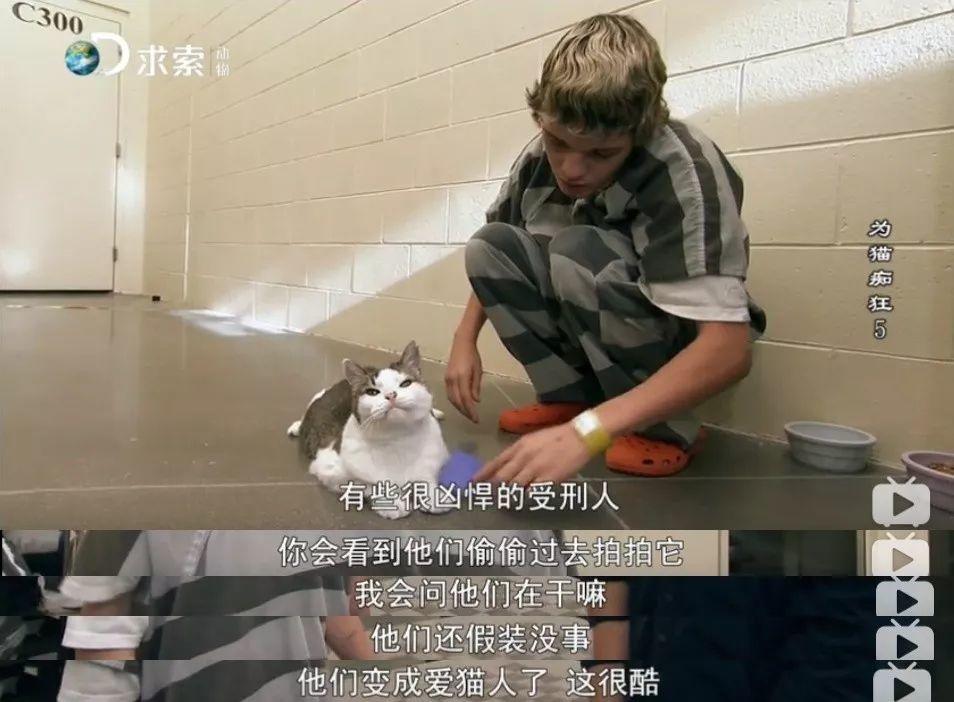 快被安乐死的流浪猫，送去监狱给犯人，几个月后他们变成了这样……