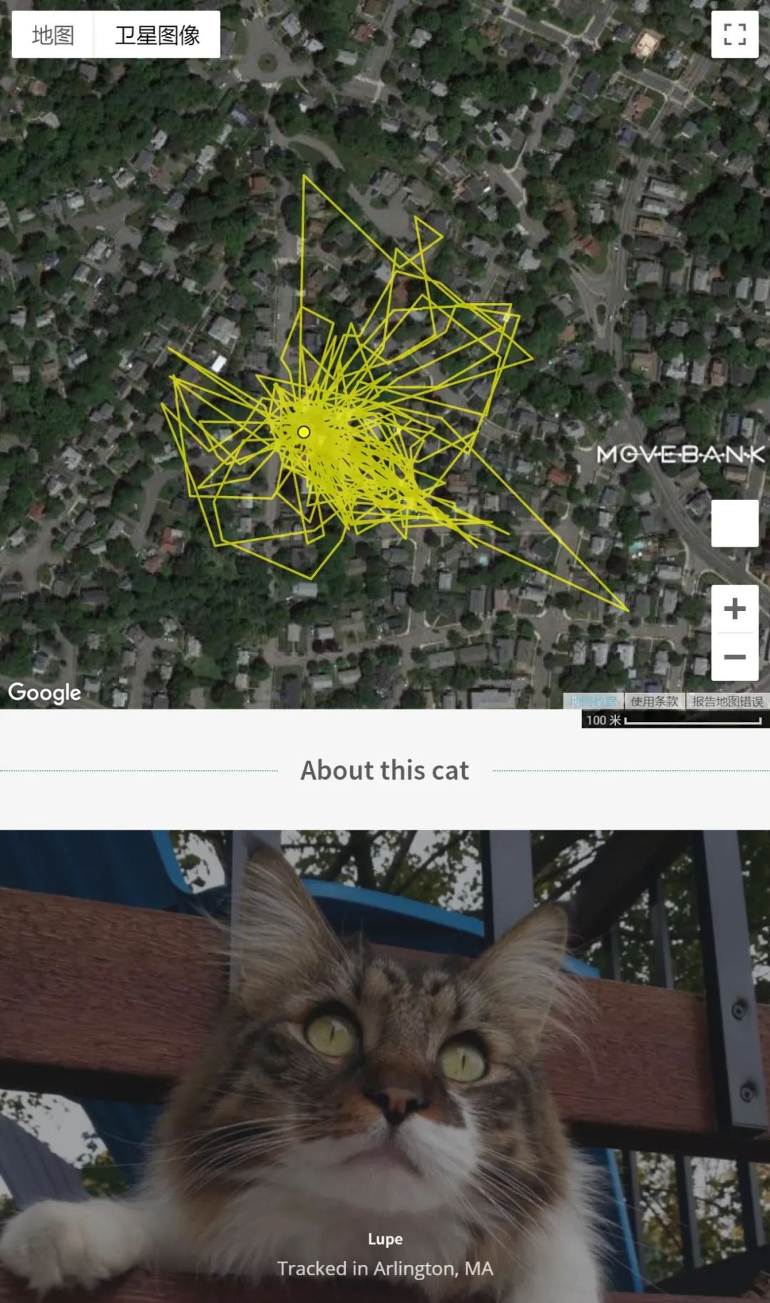 追踪1000只家猫的神秘游荡