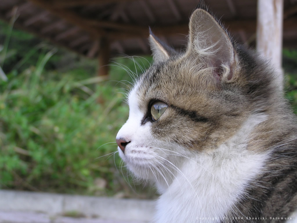 追踪1000只家猫的神秘游荡